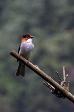 0228_Chestnut Bulbul.jpg