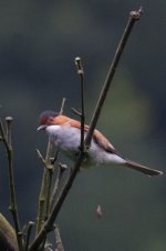 0254_Chestnut Bulbul.jpg