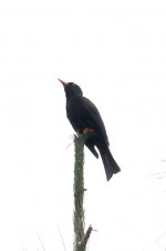 0256_Himalayan Black Bulbul.jpg