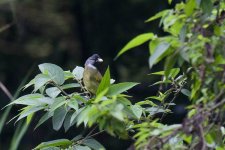 0269_Collared Finchbill.jpg