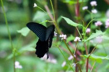 0276_Black Butterfly Spp.jpg