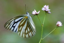 0306_Marbled White Butterfly Spp.jpg