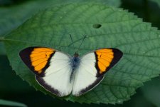 0335_White & Orange & Black Butterfly Spp.jpg