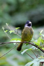 0353_Collared Finchbill.jpg