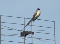 Loma Plata Fork tailed Flycatcher 1.jpg