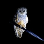 Ensico NP Chaco Owl 1.jpg