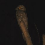 Ensico NP Common Potoo 1.jpg