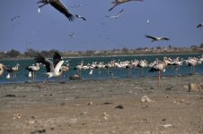 White Storks at Oued Martil, Morocco.JPG