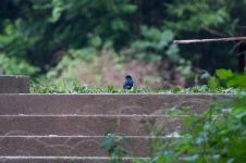 0392_Blue Whistling Thrush.jpg