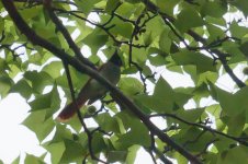 0395_Asian paradise Flycatcher_Female.jpg