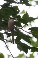 0401_Swinhoe's Minivet.jpg