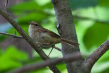 0434_Brownish-flanked Bush-warbler.jpg