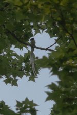 0442_Asian Paradise Flycatcher_White male.jpg