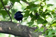 0460_Blue Whistling Thrush.jpg