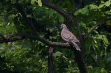 0477_Oriental Turtle Dove.jpg