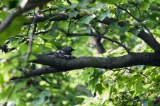 0480_Ashy Drongo.jpg