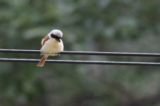 0499_Tiger Shrike.jpg