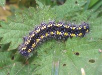 Caterpillar-Rooksbury.jpg