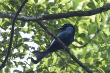 0508_Hair-crested Drongo.jpg