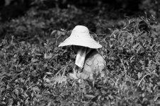 0504_Tea Lady_B&W.jpg