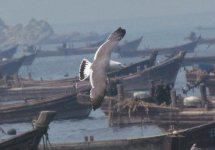 Black-tailed Gull.jpg