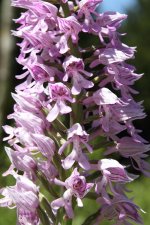 Milliatary-Orchid.jpg