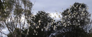 DSCN0590 Long-billed Corella flock.jpg