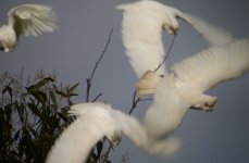 DSCN0589 Long-billed Corellas take-off.jpg