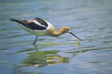 american-avocet-Minolta500.jpg