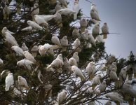 DSCN0587 Long-billed Corella flock 2.jpg