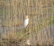 Cattle Egret.jpg