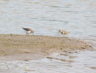 Common Sandpiper.jpg