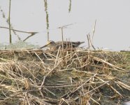 Swin-tailed Snipe.jpg