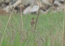 Chestnut-eared Bunting.jpg