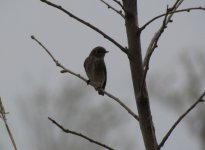 Dark-sided Flycatcher.jpg