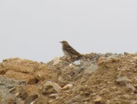 Pechora Pipit.jpg