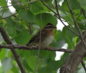 Tristram's Bunting.jpg