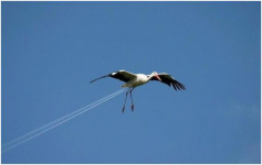 Stork with the vapours.png