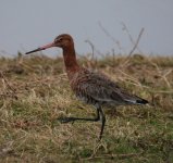 godwit x.jpg