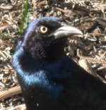 grackle.jpg