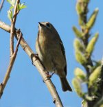 goldcrest x.jpg