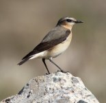 wheatear x.jpg