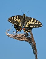 Swallowtail 2012 1a.jpg