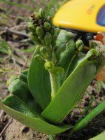 Common Twayblade 16,04,12.JPG