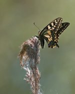 Swallowtail 2012 2a.jpg