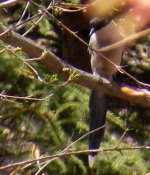 May 4f Changchun Azure-winged Magpie.JPG