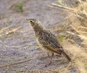 Fawn-colored cf. Lark pre-edit for ID 8579_1.jpg