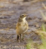 Fawn-colored cf. Lark pre-edit for ID 8574_1.jpg