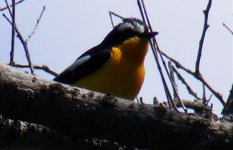 May 11f Yellow-rumped Flycatcher.jpg