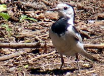 May 11e White Wagtail.JPG